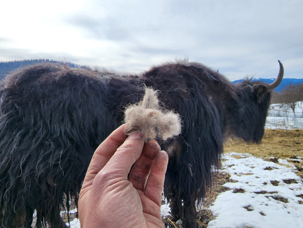 7 Things To Know About Yak Fiber - Firebird Farms