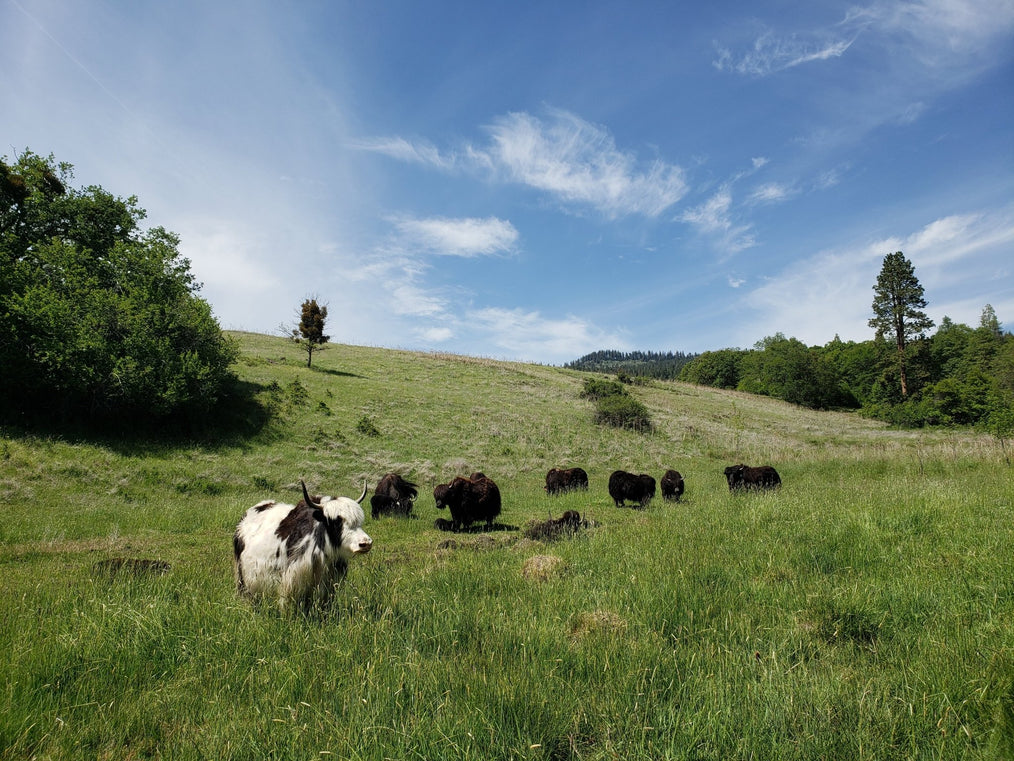 A Guide To Getting Yaks - Firebird Farms