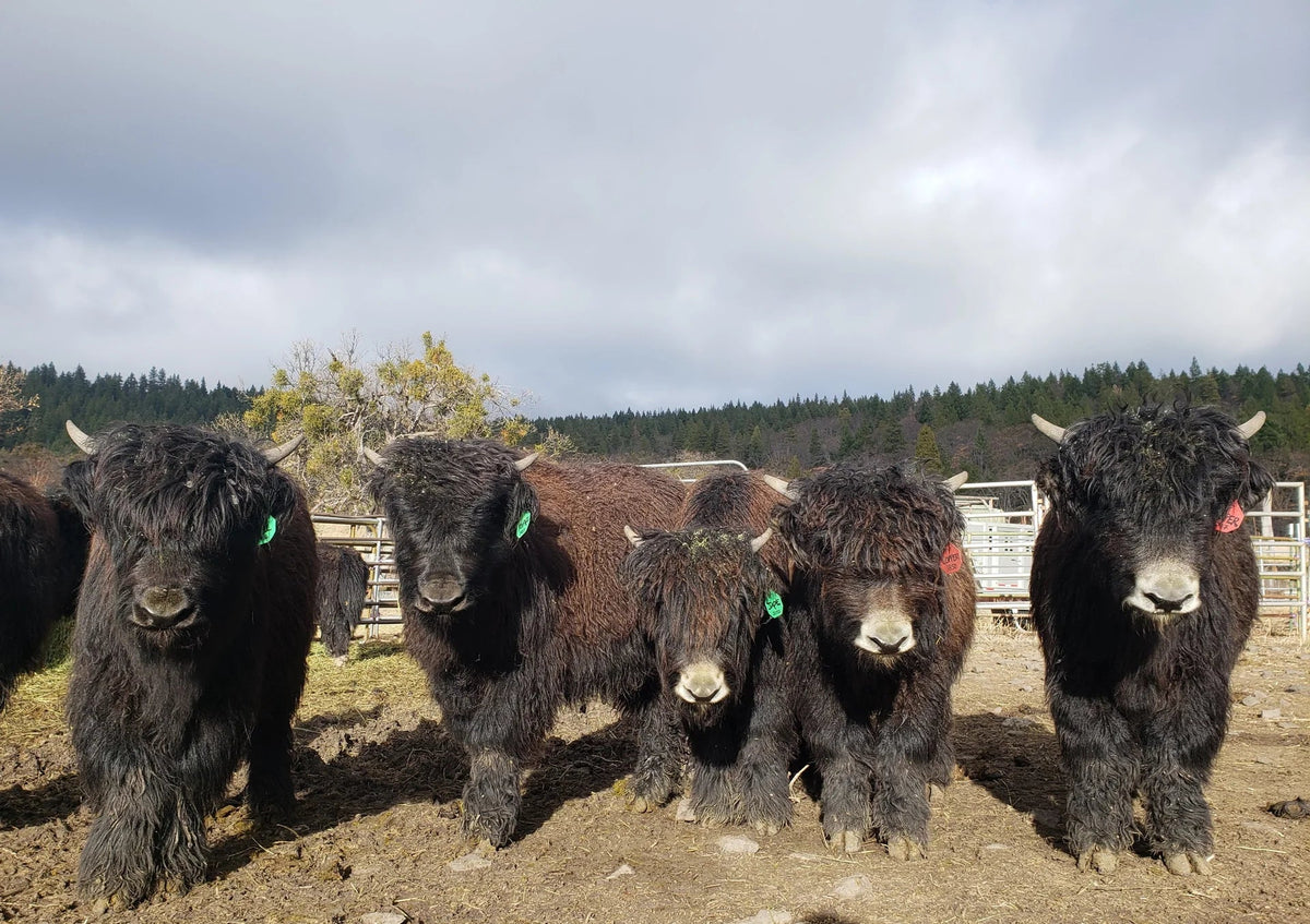 Calves for Sale Firebird Farms