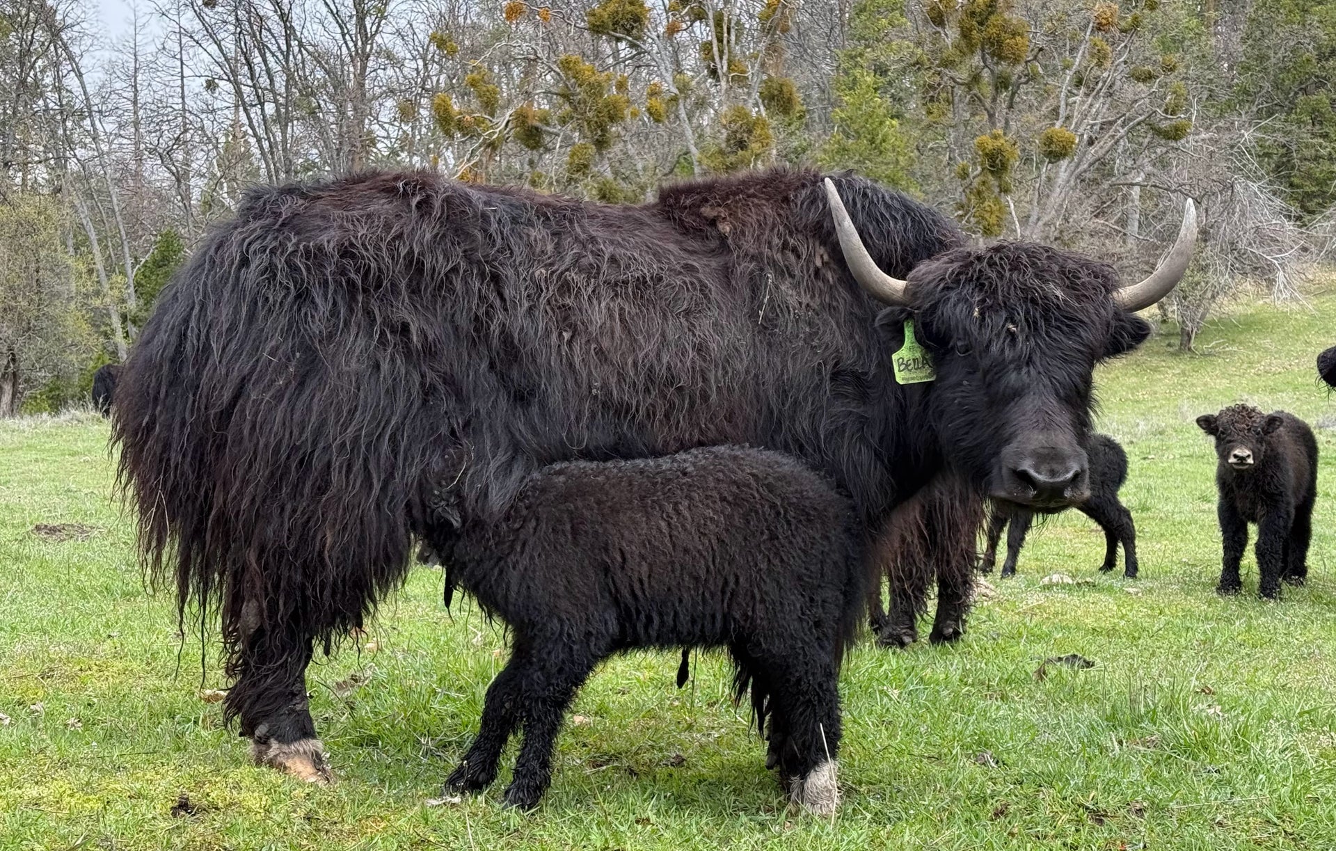 Bella & Calf