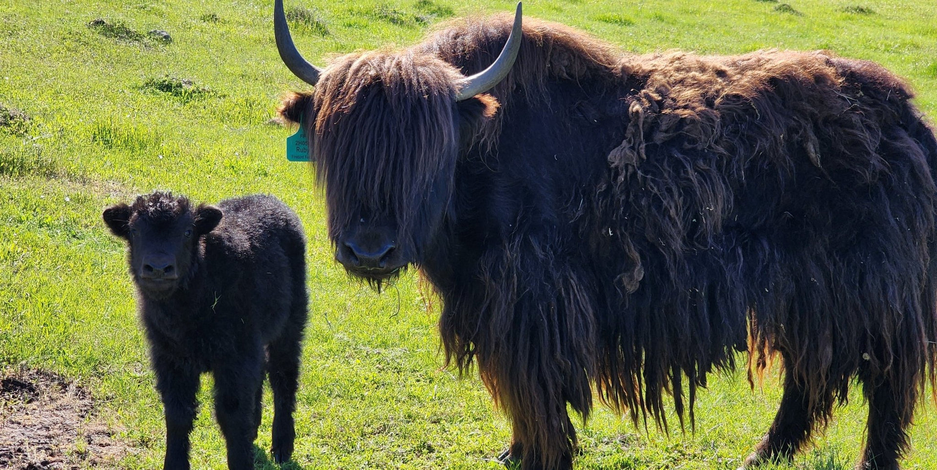 Ruby & calf - Firebird Farms