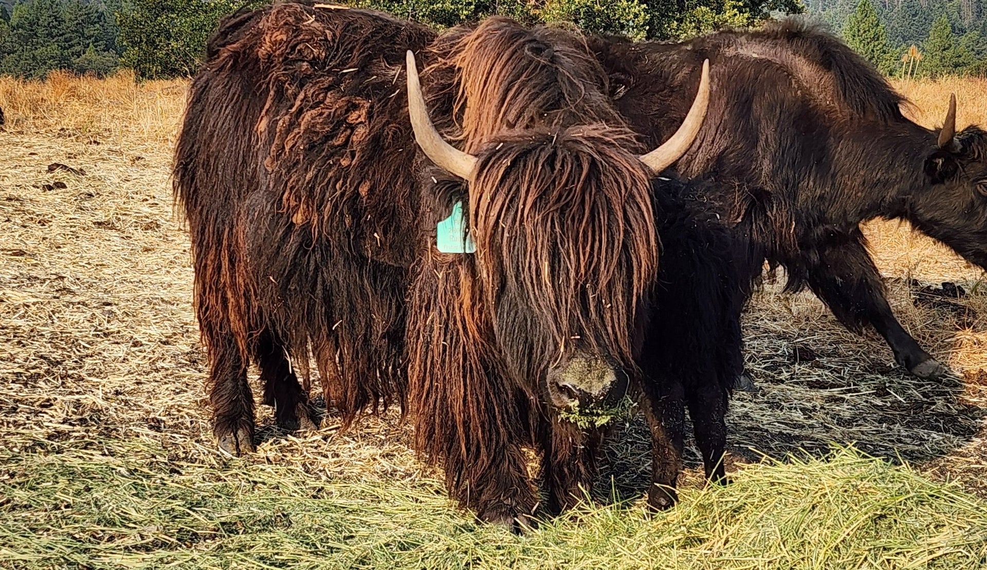 Ruby & calf - Firebird Farms