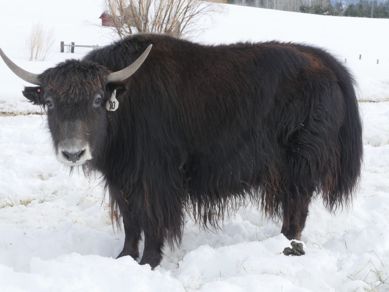 #70 Heifer PENDING - Firebird Farms
