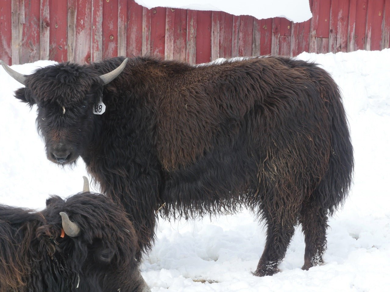 #88 Yearling Heifer - Firebird Farms