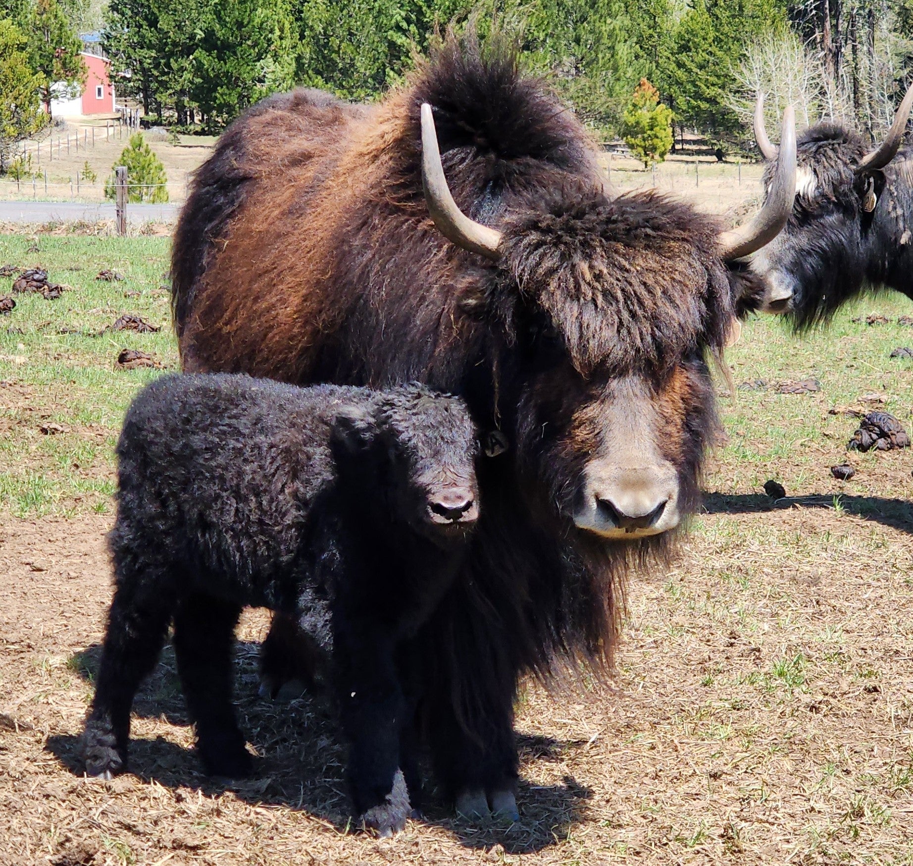 Bagheera - Firebird Farms