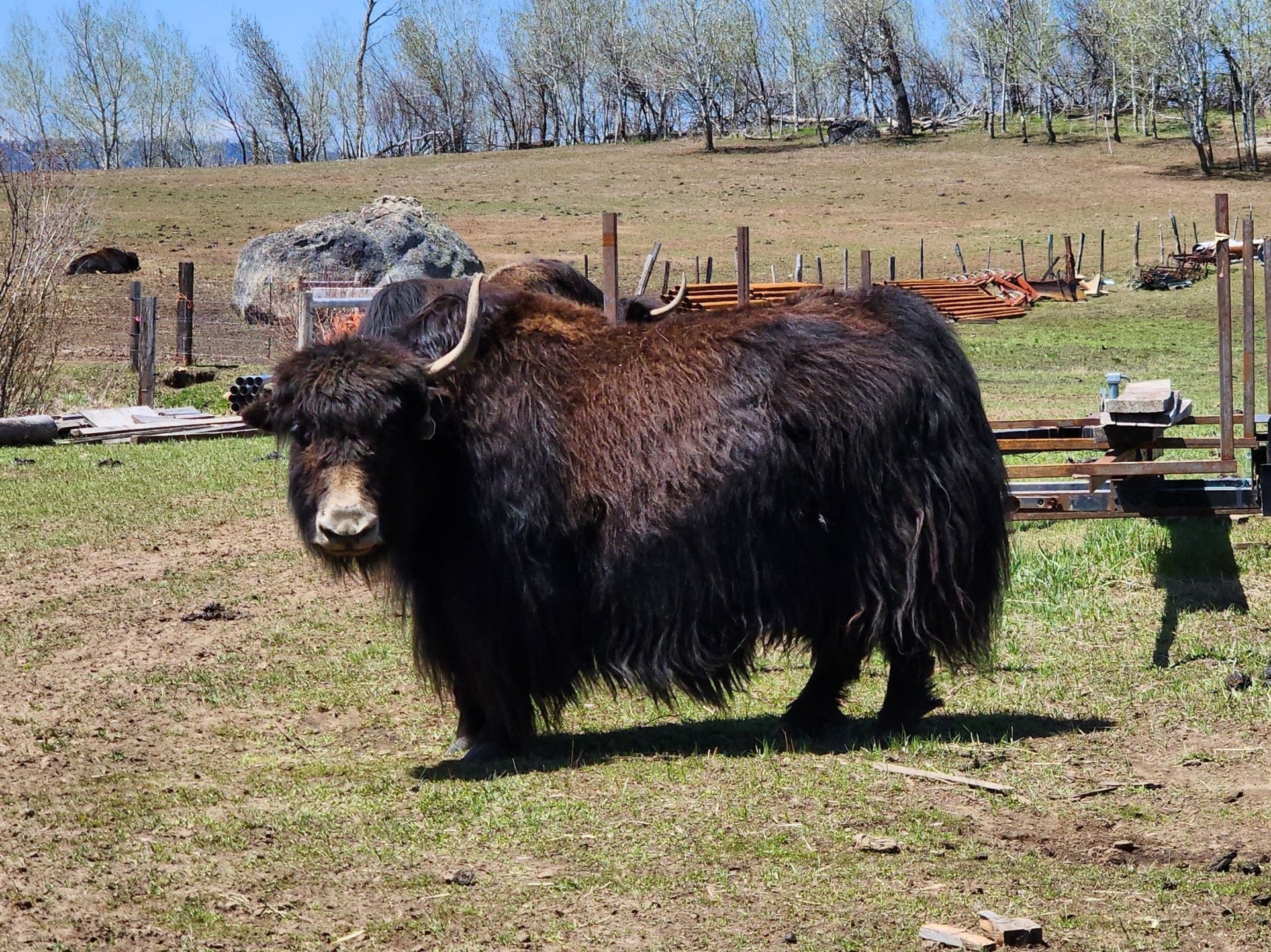 Bear - Firebird Farms