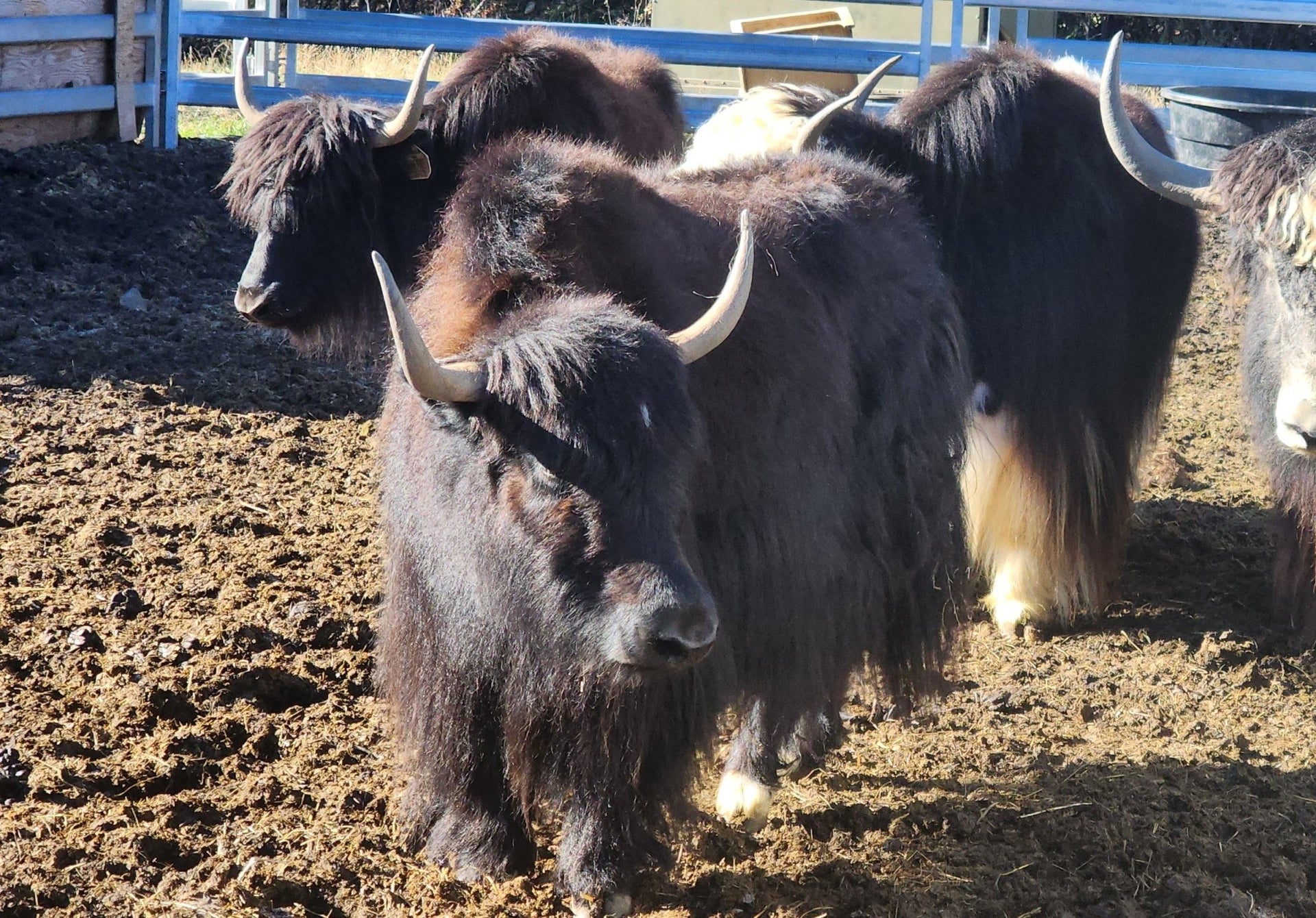 Bella - Firebird Farms