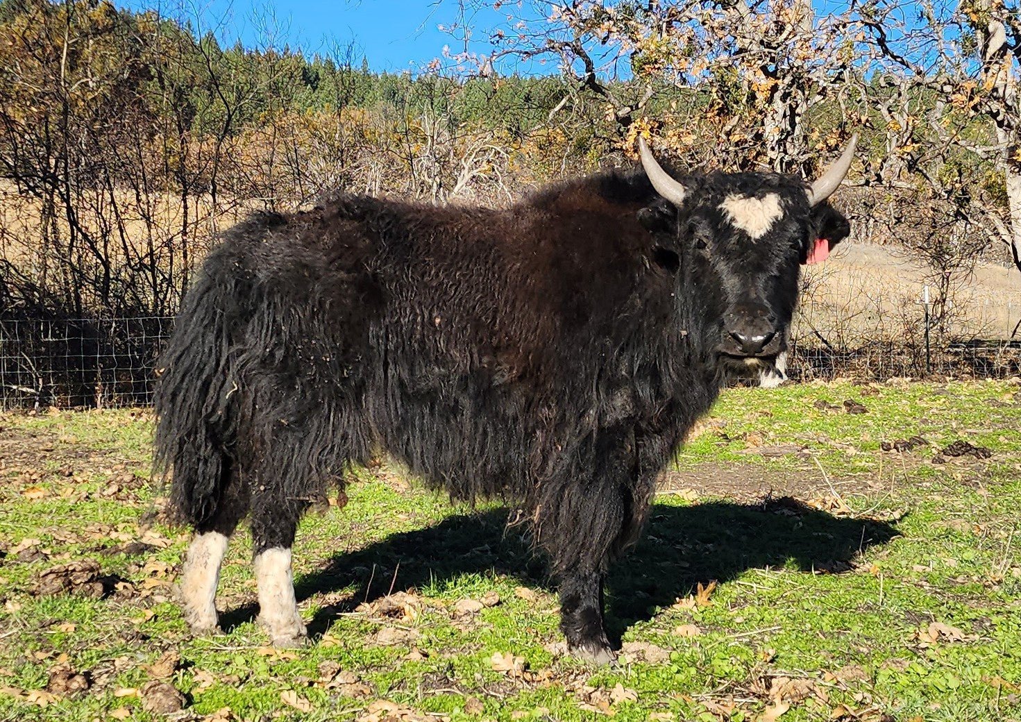 Caroline - Firebird Farms