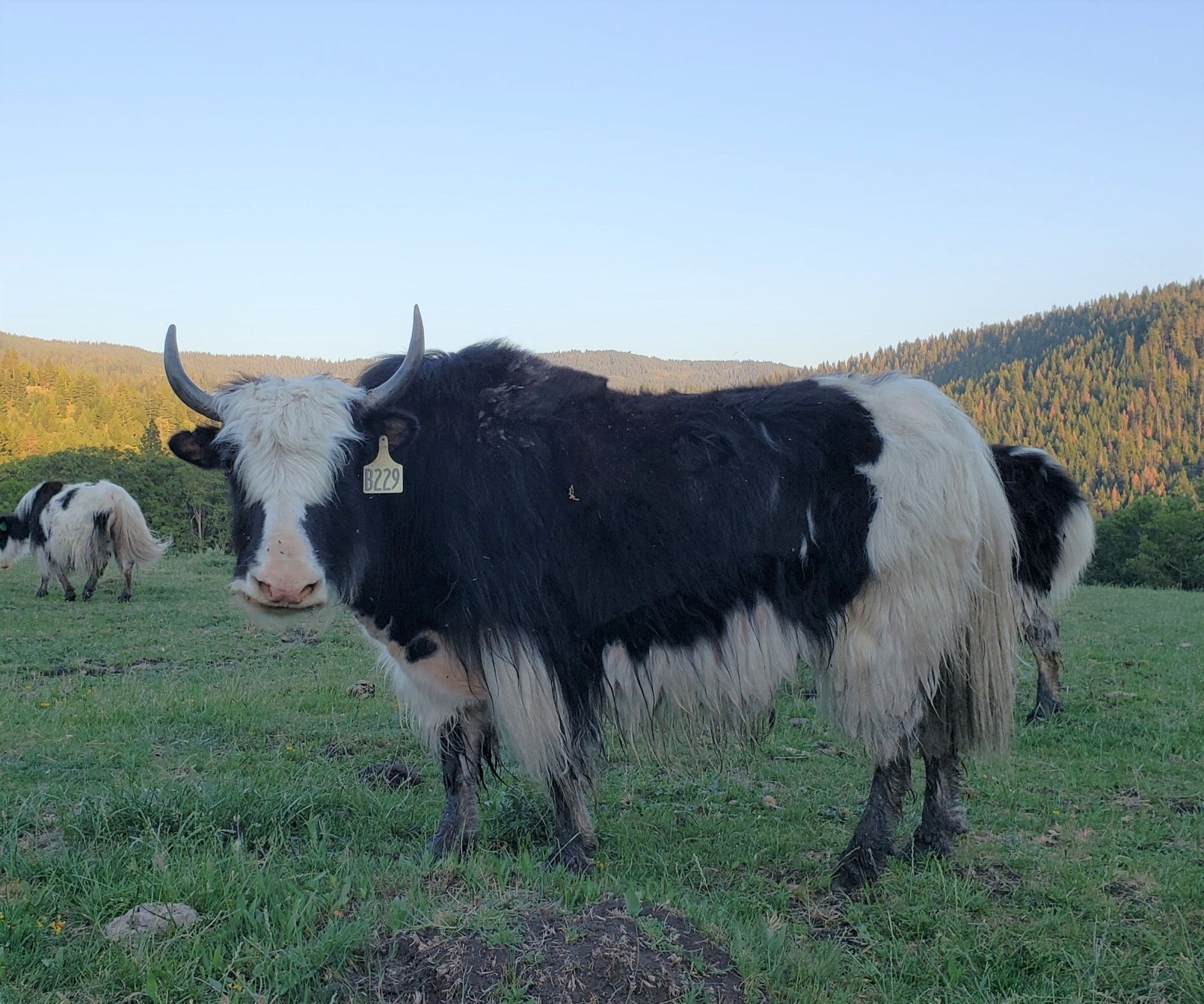 CFAR Nootka Rose - Firebird Farms