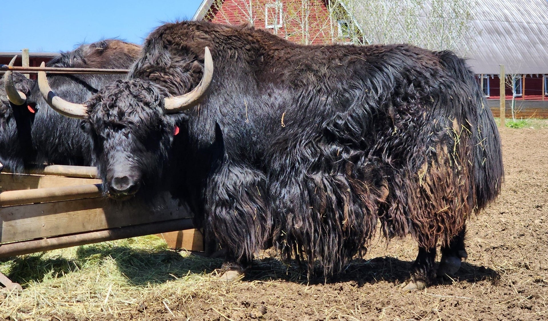 Coal - Firebird Farms