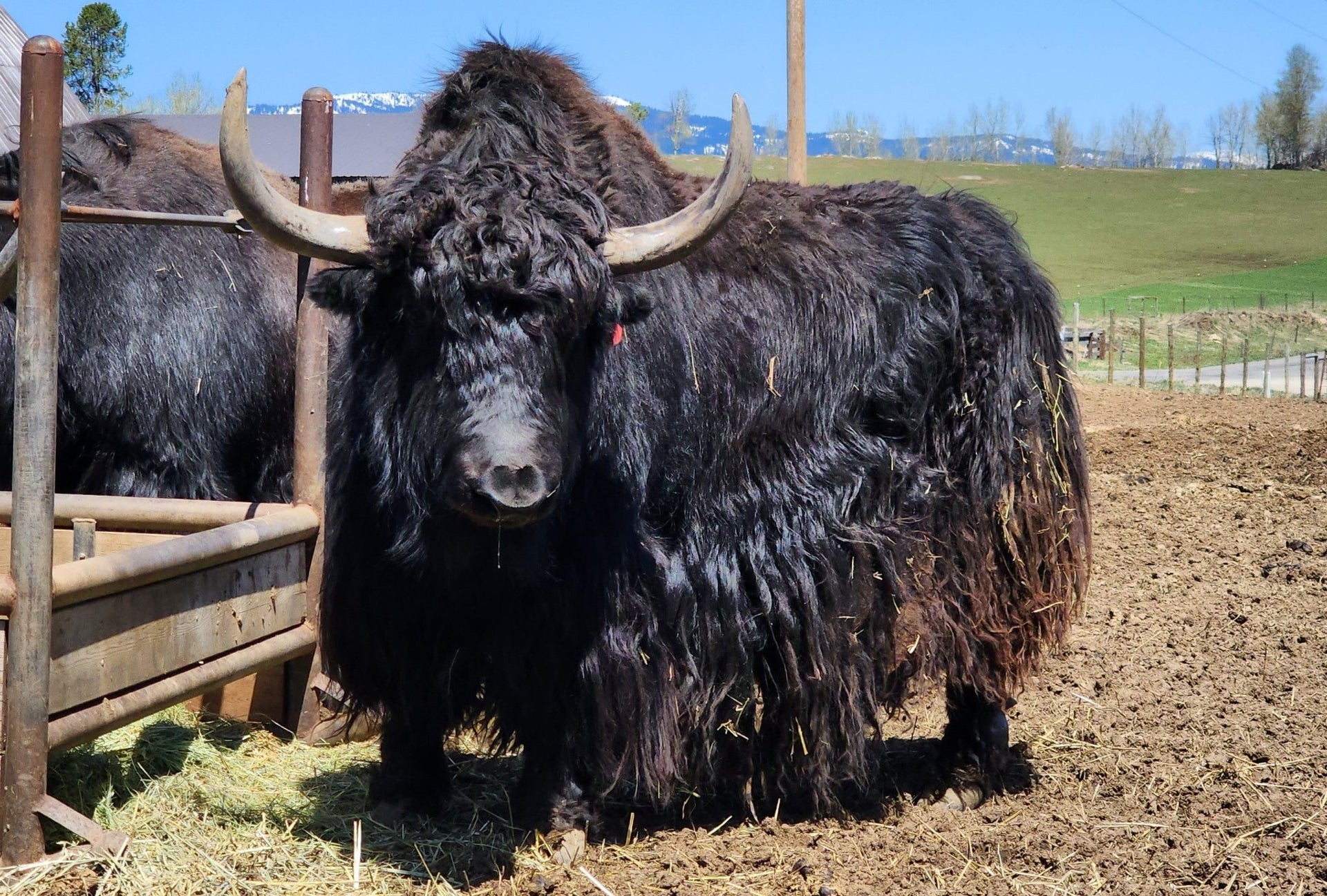 Coal - Firebird Farms