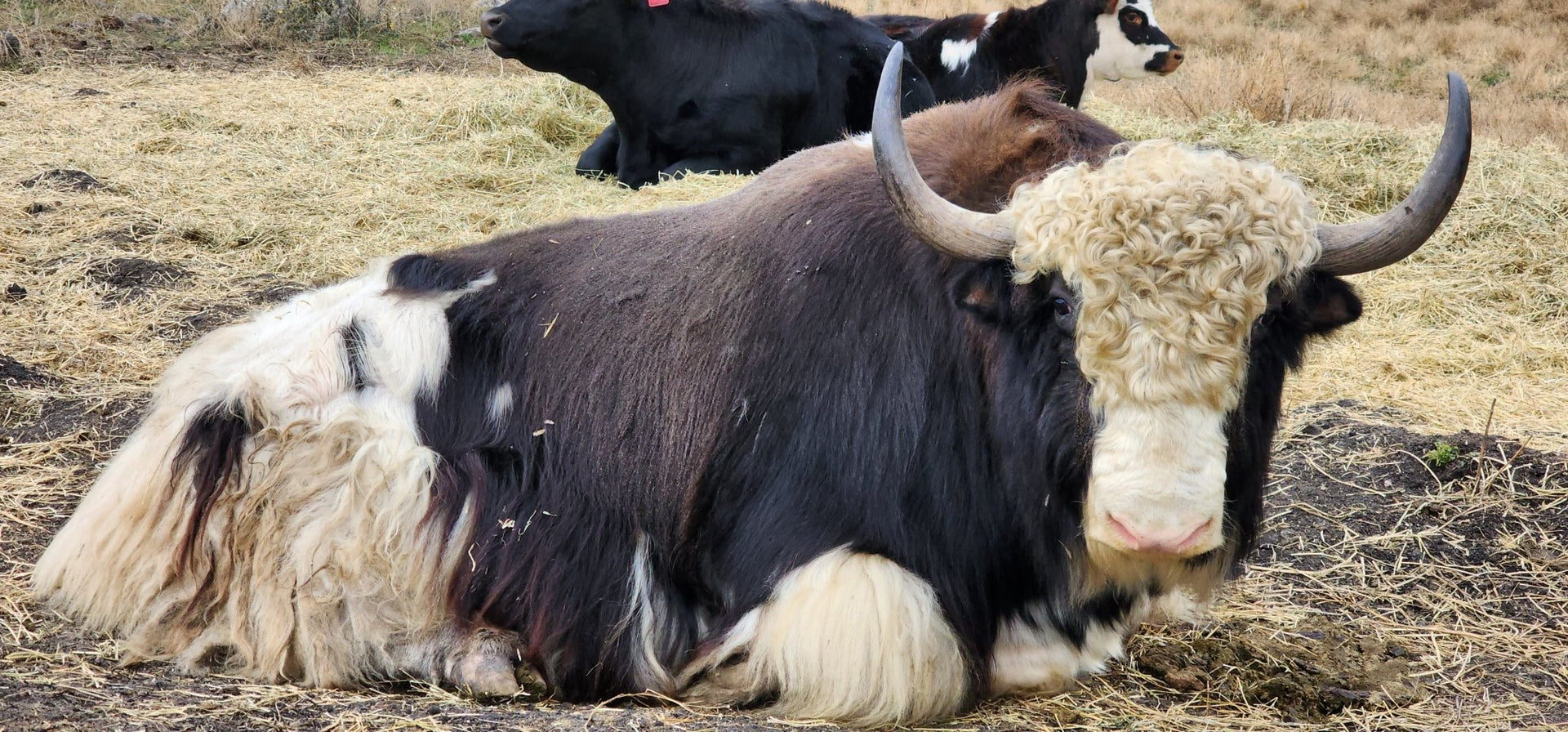 Dasher - Firebird Farms