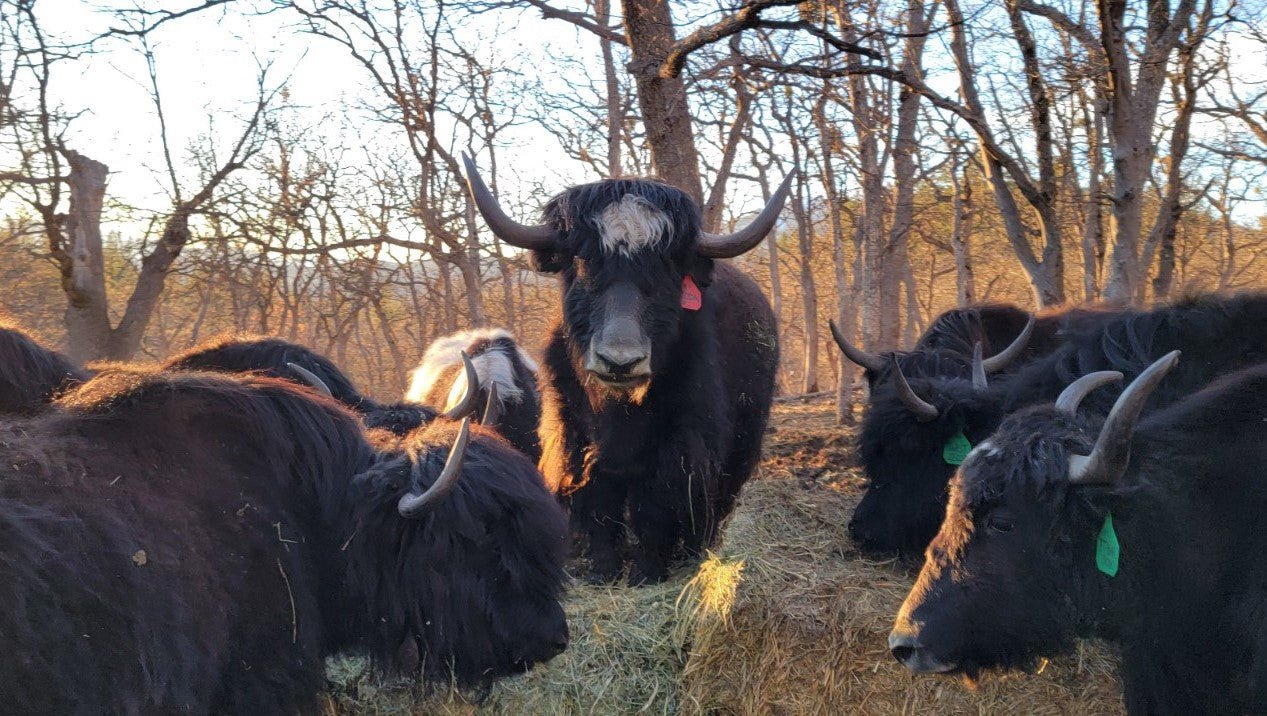 FF FireLight Koda - Firebird Farms