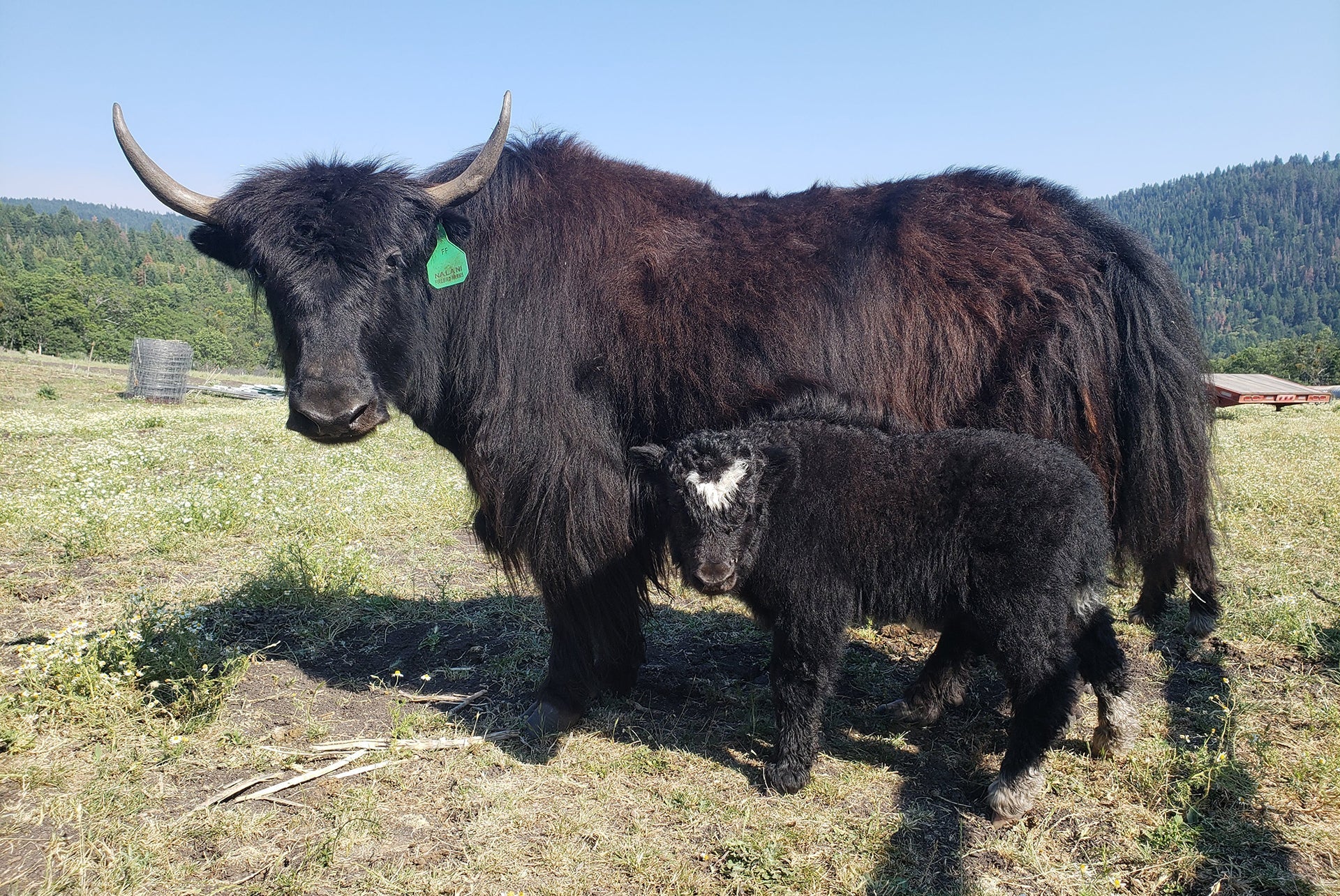 FF FireRain Nalani - Firebird Farms