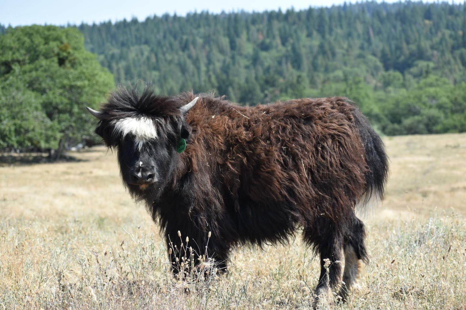 FF FireSnow Pearl - Firebird Farms