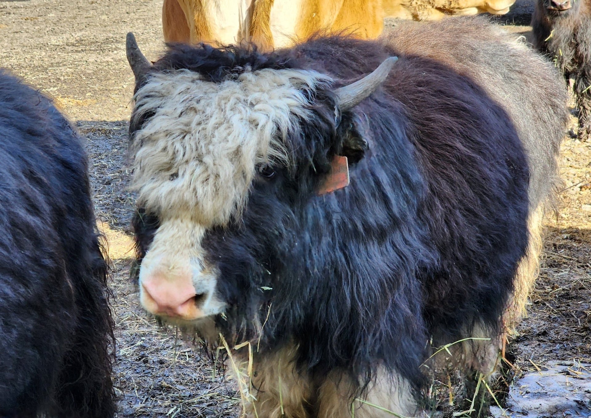 FireLine Josephine - Firebird Farms