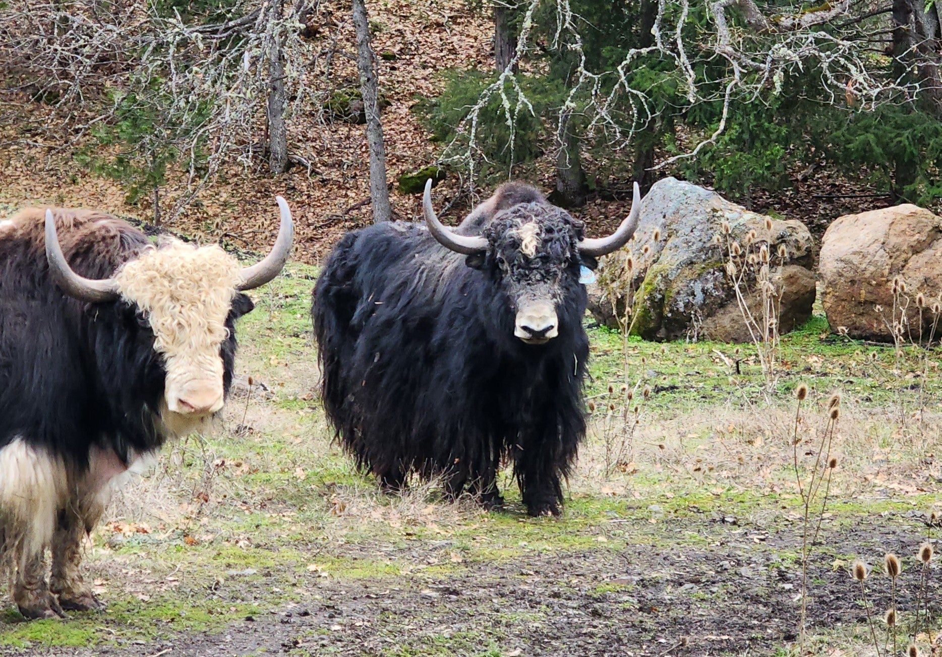 Herschel - Firebird Farms