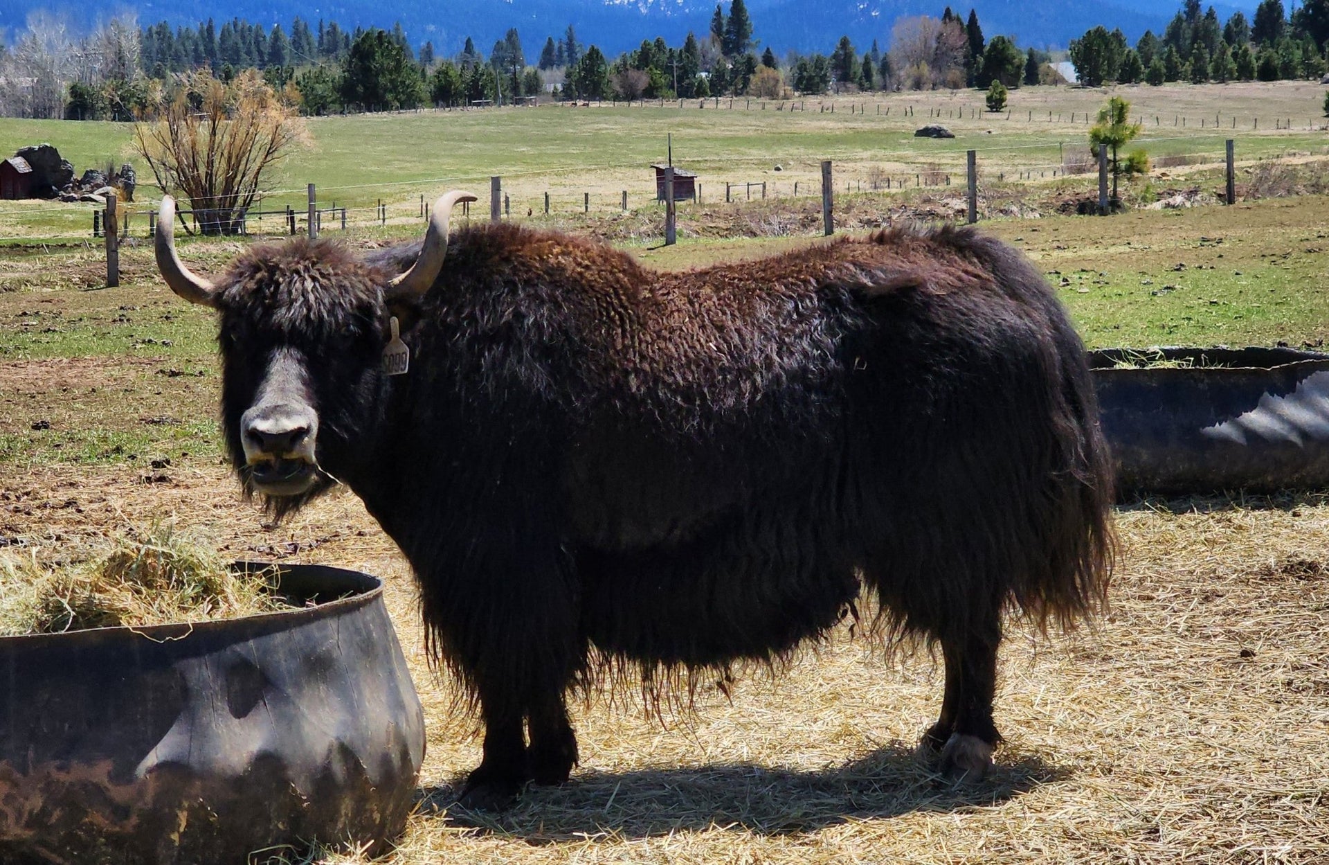 Missy - Firebird Farms