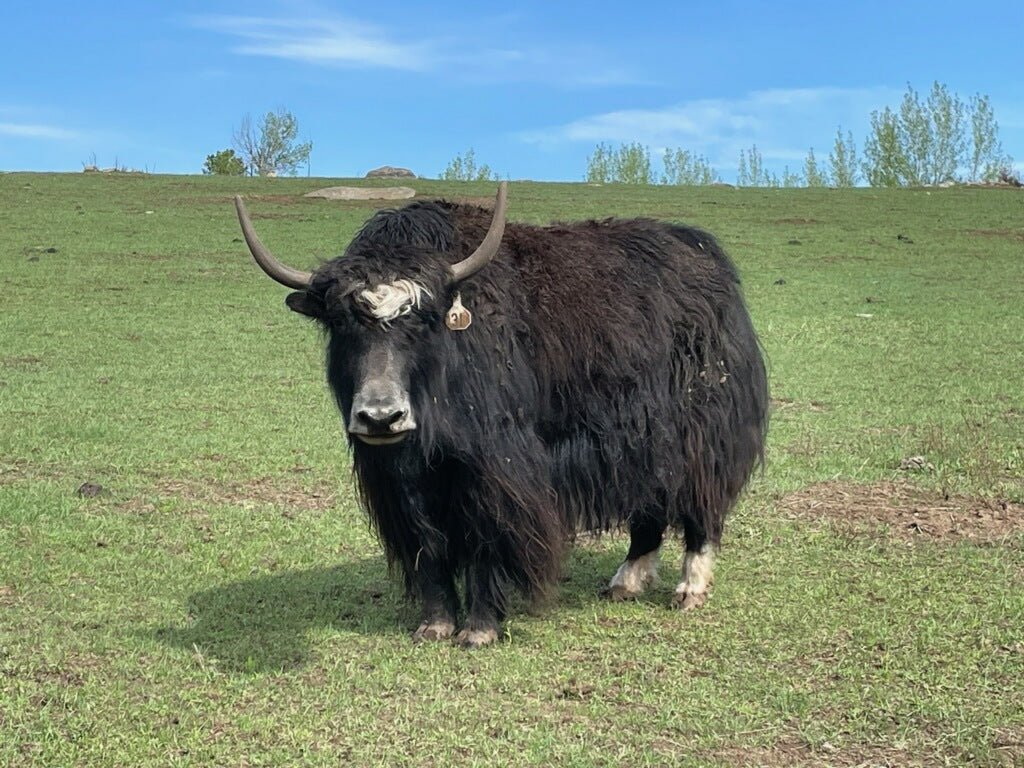 Sable - Firebird Farms