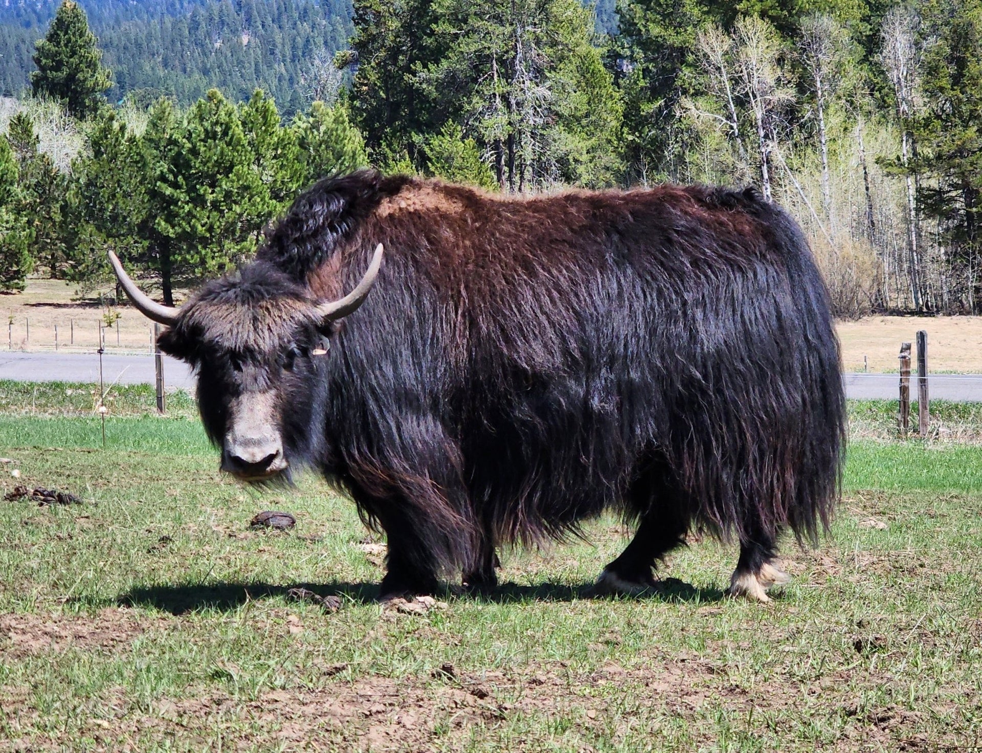 Ursa - Firebird Farms