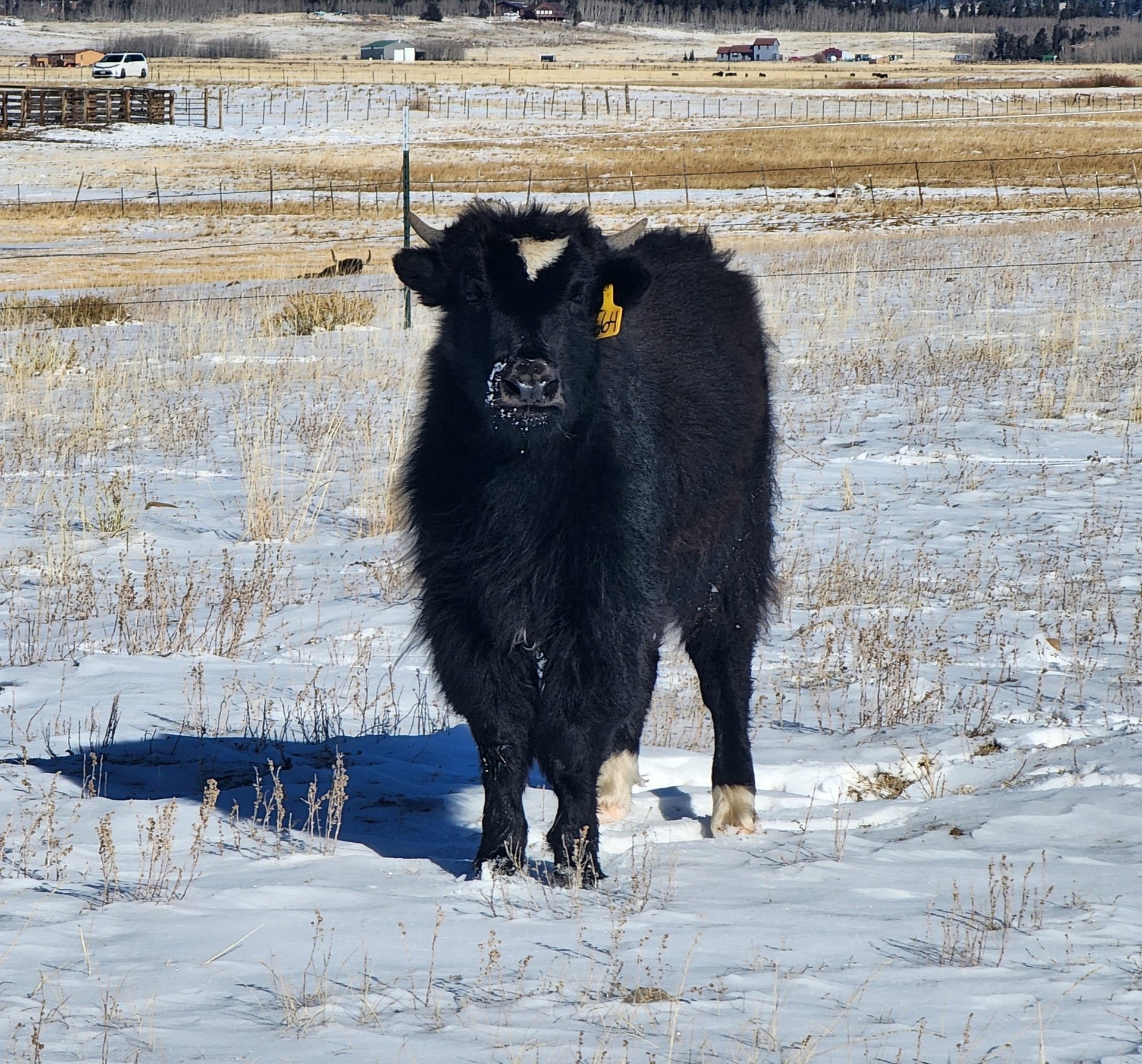 Wren #664 - Firebird Farms