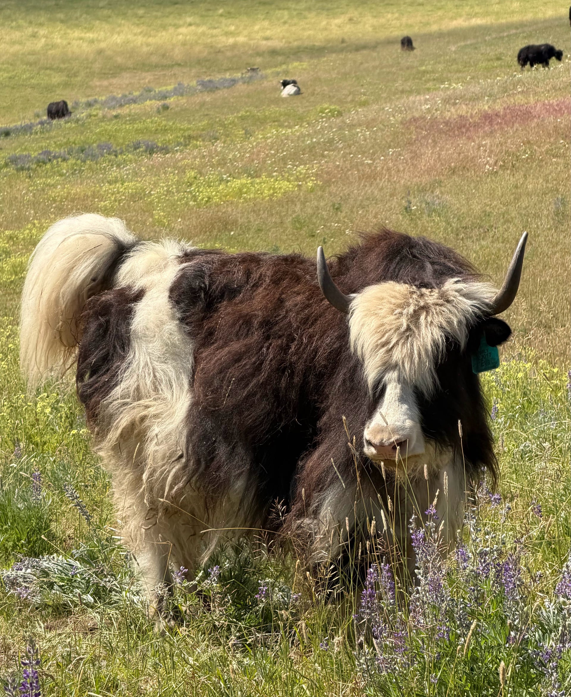 Eva & Calf