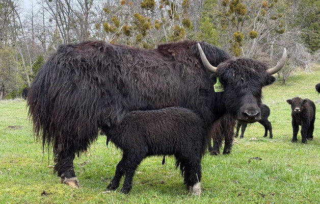 Bella & Calf