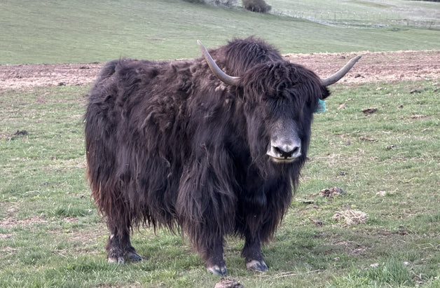 Cypress & Calf
