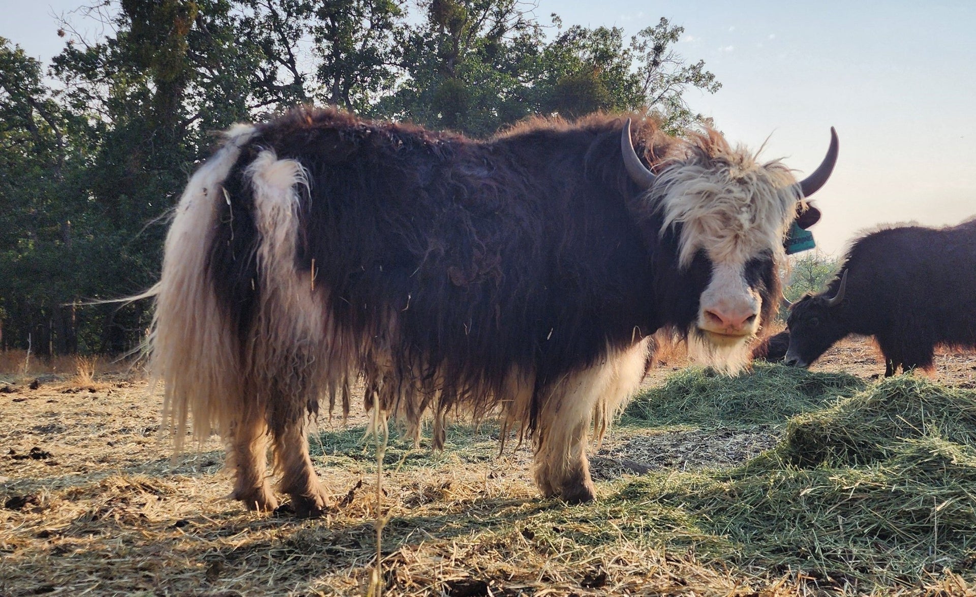 Josephine - Firebird Farms