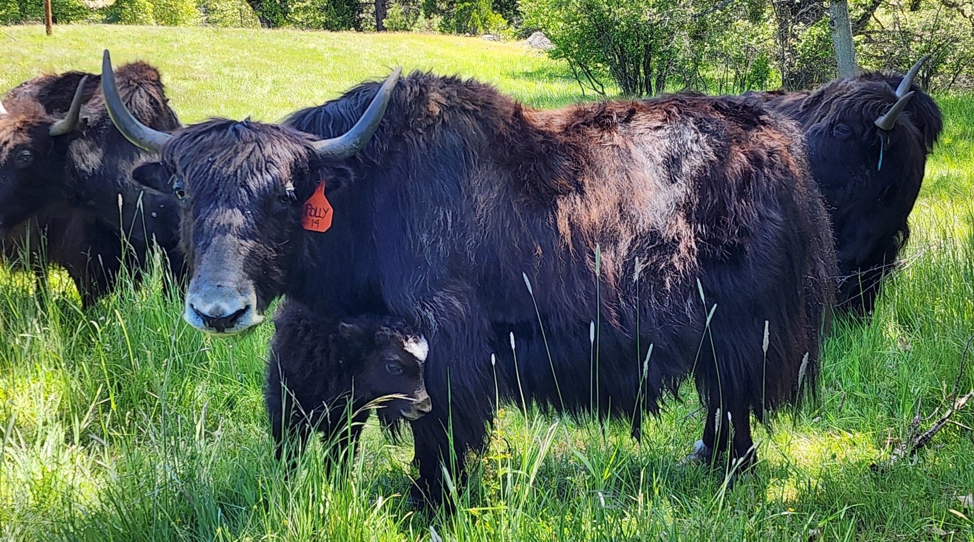 Polly & Calf - Firebird Farms