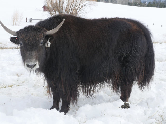#70 Heifer PENDING - Firebird Farms