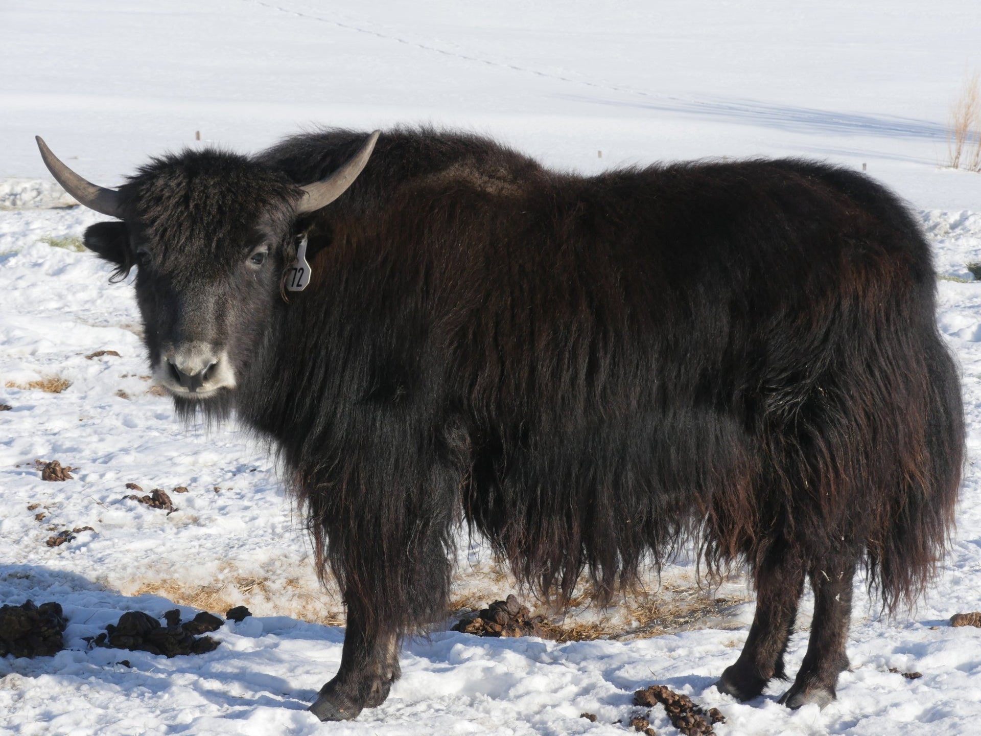 #72 Yearling Heifer - Firebird Farms