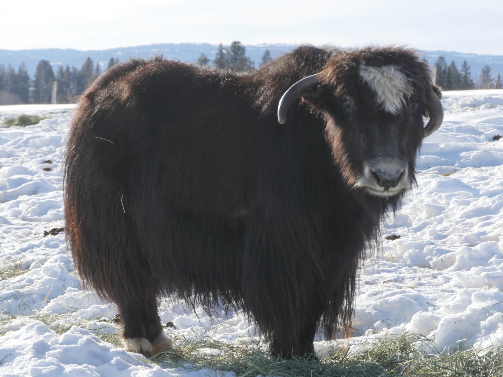 Baloo - Firebird Farms