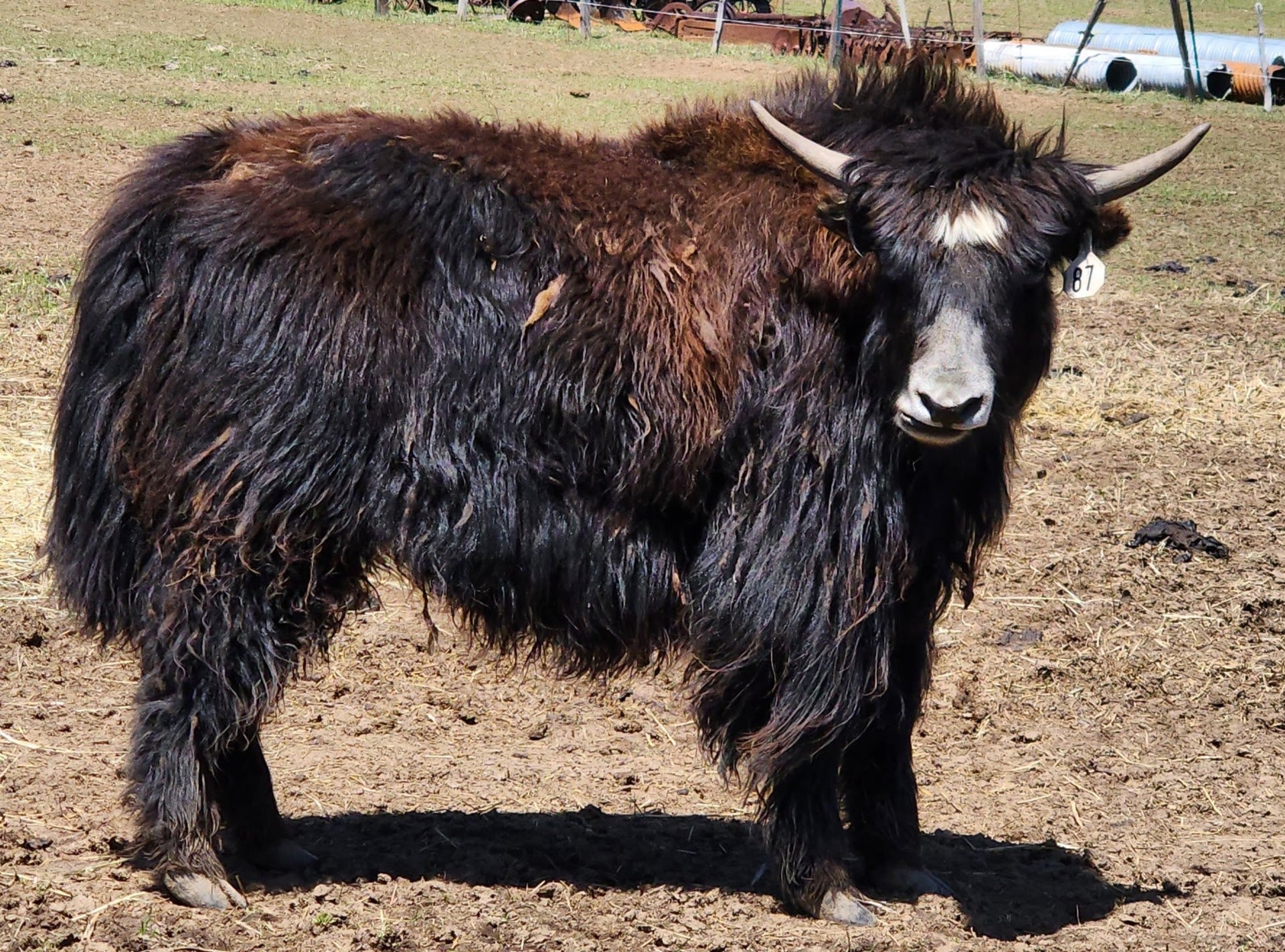 Beatle #87 Yearling Heifer - Firebird Farms