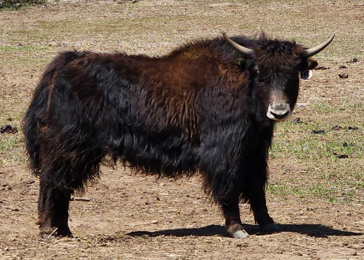 Bliss #86 Yearling Heifer - Firebird Farms