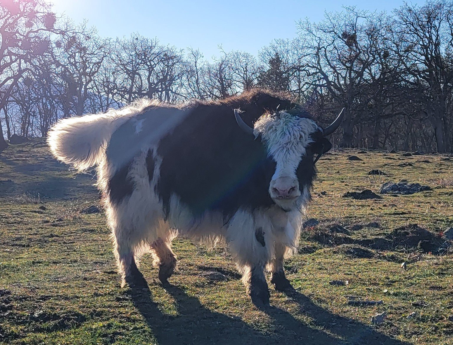 CFAR Aberdeen - Firebird Farms