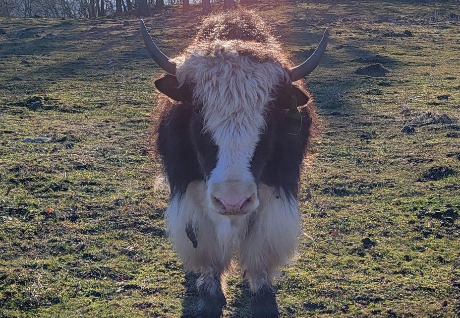 CFAR Aberdeen - Firebird Farms