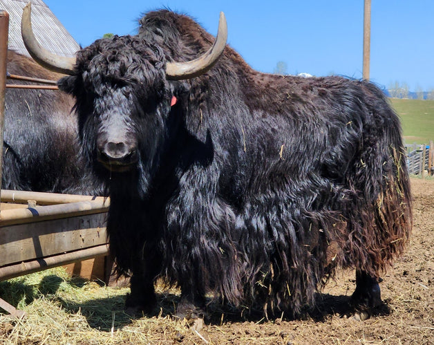 Coal - Firebird Farms