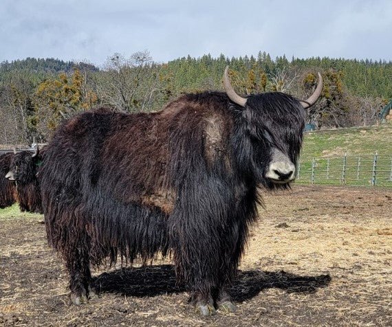 Mythria Mithra – Firebird Farms