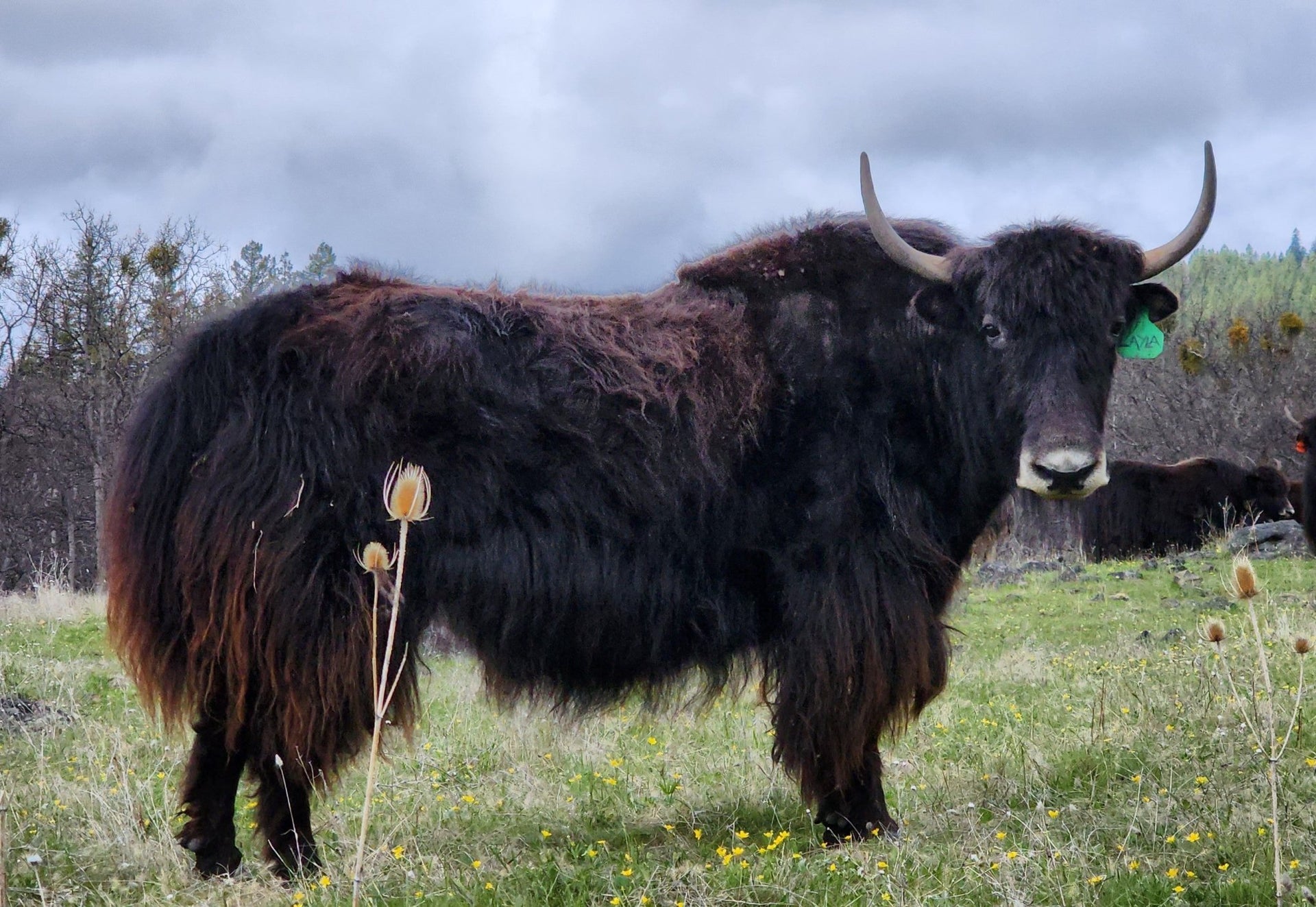 FF Layla / calf - Firebird Farms