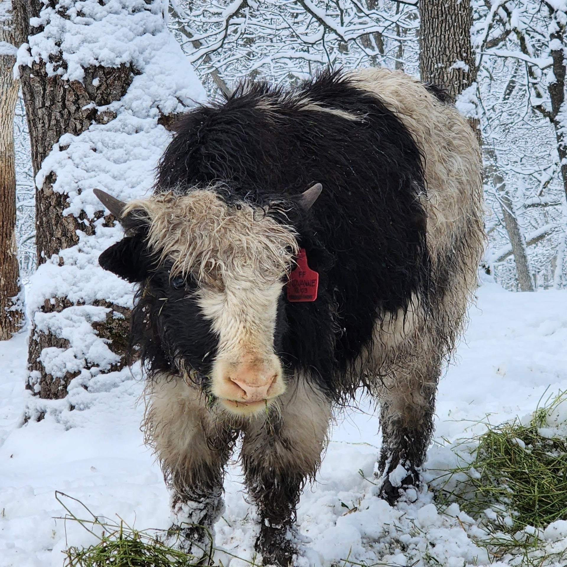 Fire&Ice Roxanne - Firebird Farms