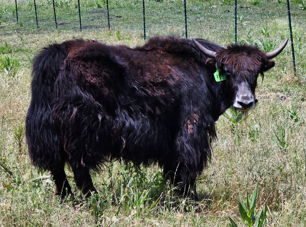 Ivy - Firebird Farms