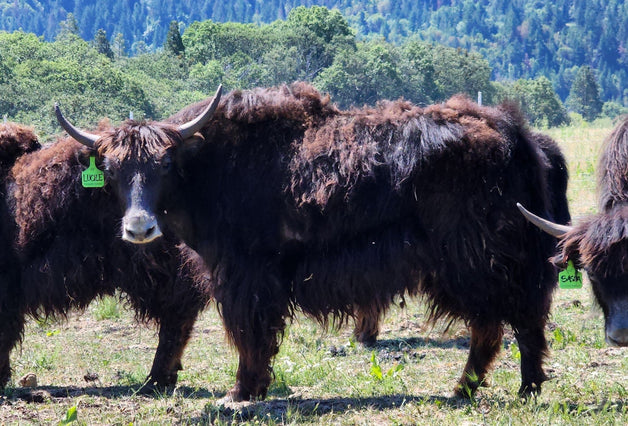 Lucile - Firebird Farms
