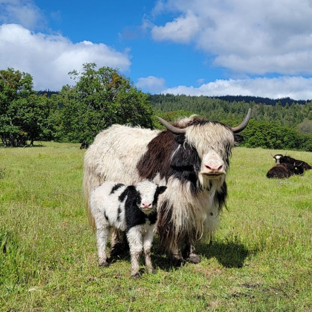 Kaitlyn & calf