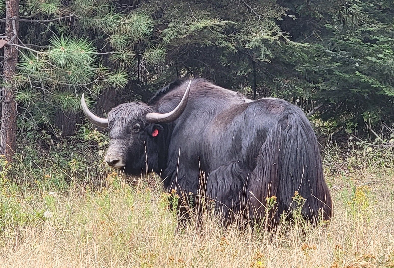 Simba - Firebird Farms