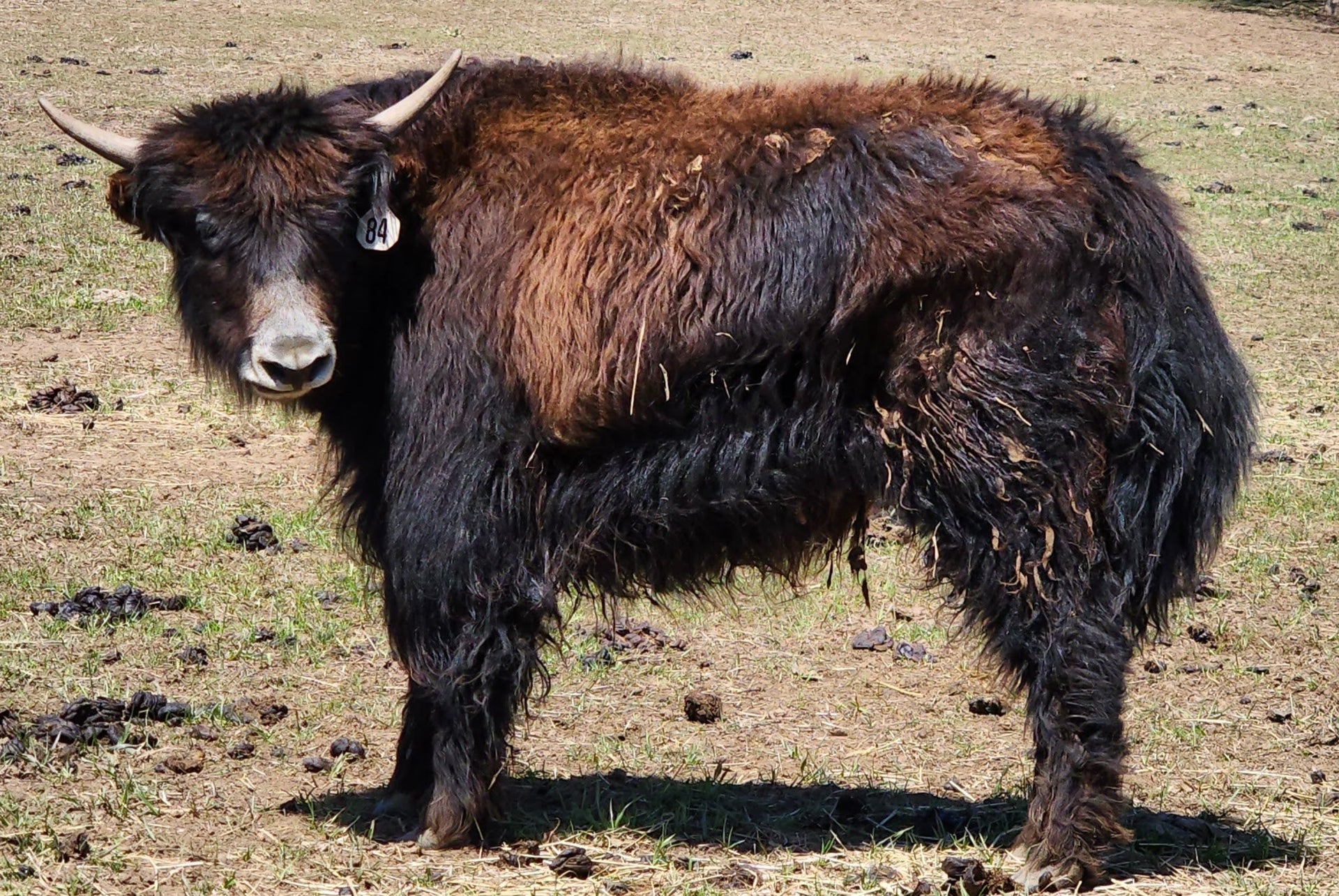 Squall #84 Yearling Heifer - Firebird Farms