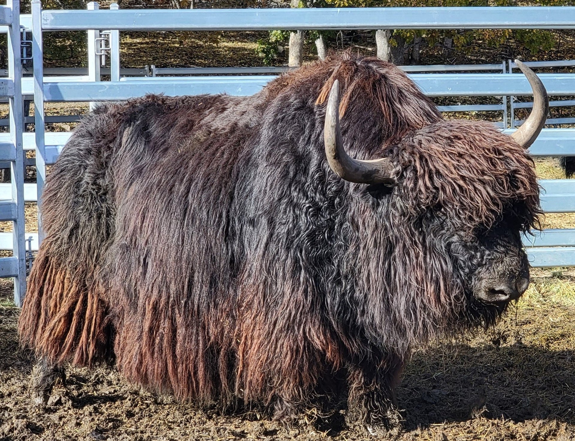 THY Rhaegar - Firebird Farms