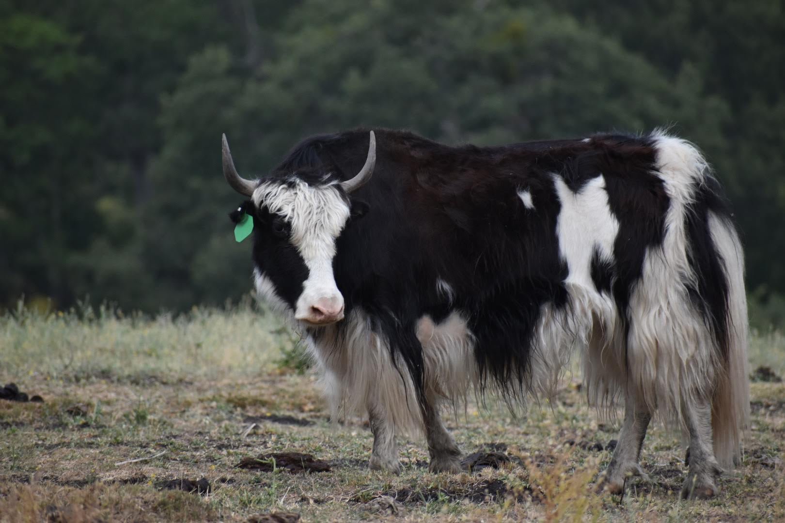 YOY Prada - Firebird Farms