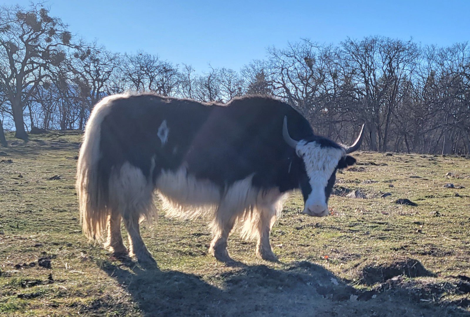 YOY Prada - Firebird Farms